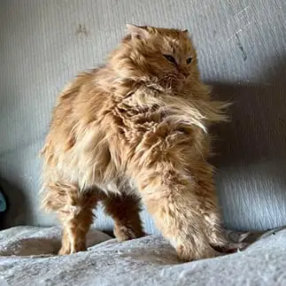 ボディビルダー気取りすぎるネコ えいこ8さん