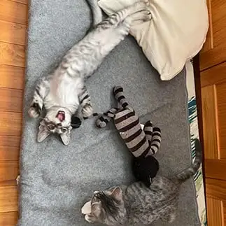 伸びすぎるネコ　　サユリさん