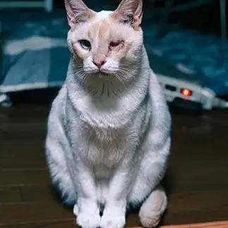 眼力が強すぎるネコ　　葛城つかささん