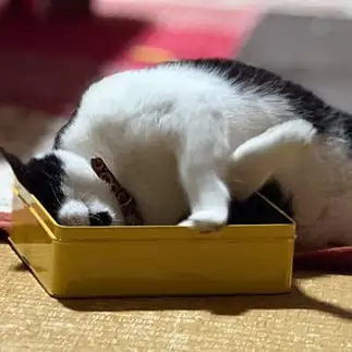 入れなさすぎるネコ みかんさん