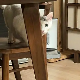 家政婦はみたすぎるネコ　　くぅカイらぶさん