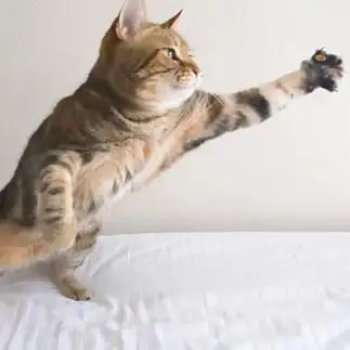 1粒に人生かけすぎるネコ まいの飼い主さん