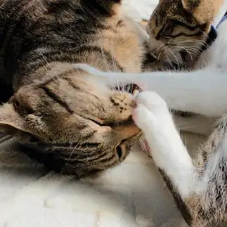 臭い臭い臭いこの肉球臭すぎ悶絶しすぎるネコ　　猫山油猫丸さん