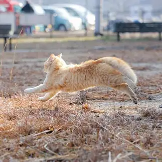 どこ行くねんすぎるネコ ねこまみれさん