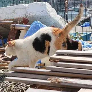 恋愛運上げてきそうすぎるネコ　　ねこまみれさん