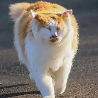 向かい風に負けすぎるネコ　　おいにゃんさん
