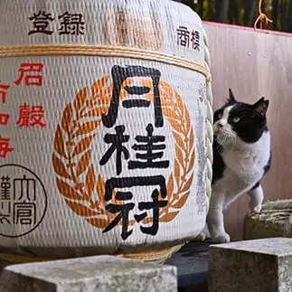 今日は飲もうかな?すぎるネコ 仙城 彩漓さん