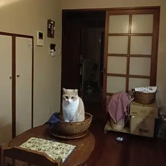 お茶目すぎるネコ　　チャコさん