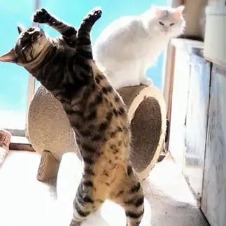 そりゃ踊れ踊る阿呆に見る阿呆すぎるネコ 猫山油猫丸さん