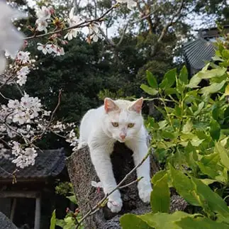 だらーんすぎるネコ　　おげんさん