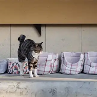 ひとり出遅れすぎるネコ　　おげんさん