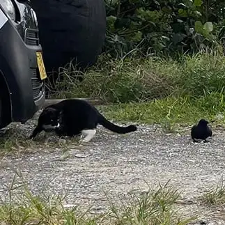 自分よりも黒いライバルが気に食わなすぎるネコ　　ぴよえもんさん