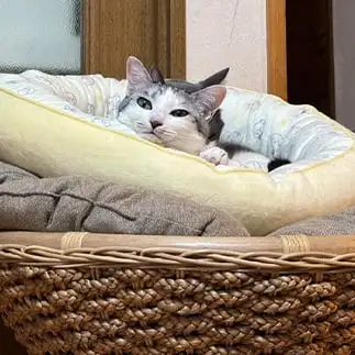 重なりすぎるネコ　　こいけさん