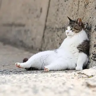 一杯やりたそうすぎるネコ　　ねこまみれさん
