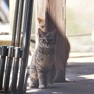 背後霊すぎるネコ　　ねこまみれさん