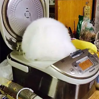 ふっくら炊けたご飯すぎるネコ　　ニックネームはみーさん