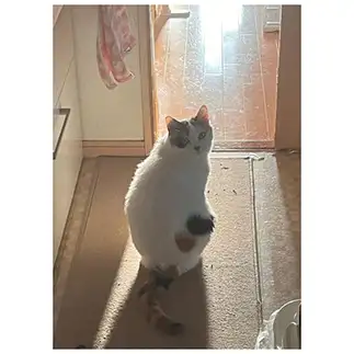 哀愁が漂いすぎるネコ　　ひろゆきさん