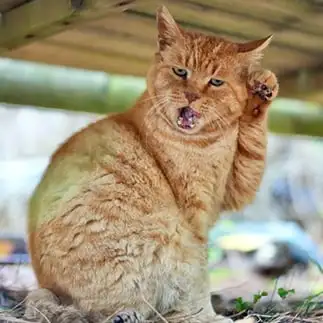 電話してるみたいな招き猫すぎるネコ　　ｍｉｔｔｓｕさん