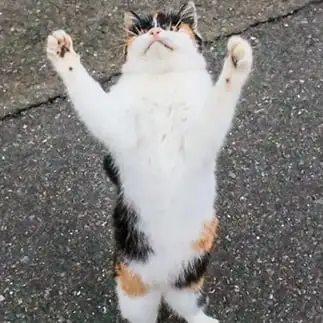 地球に生まれて、良かった～！すぎるネコ　　おいにゃんさん
