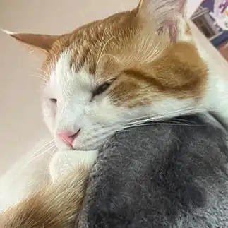 クッキングパパすぎるネコ　　猫太郎さん
