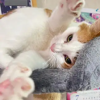 ＧＡＭＥＯＶＥＲすぎるネコ　　猫太郎さん