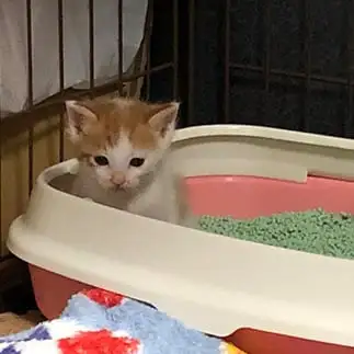 全集中すぎるネコ　　猫太郎さん