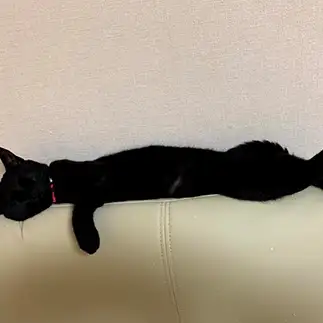 ねじれすぎるネコ　　ぽこみさん
