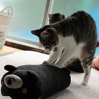 急げレスキュー心臓マッサージ試みすぎるネコ　　猫山油猫丸さん