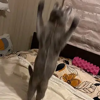 お腹にファスナーがあるように見えすぎるネコ　　麗にゃんさん