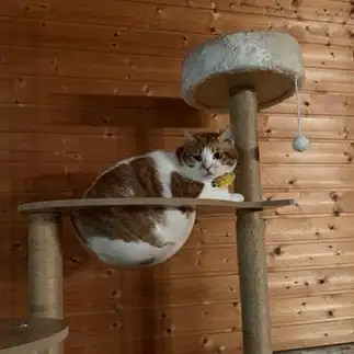 おでぶすぎるネコ　　おたまたんさん