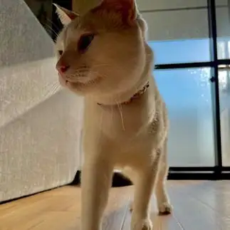 ランウェイを歩いてる風すぎるネコ　　丸見さん