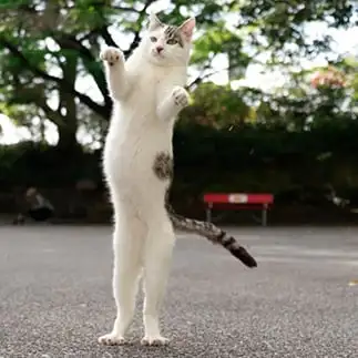 脇を締めすぎるネコ nekoshanpo_13 こんちゃんさん