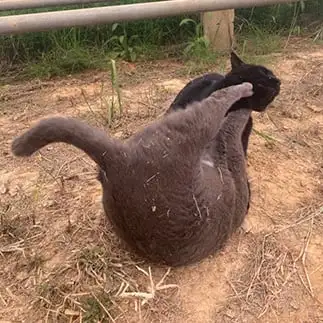 後ろ足でキック！どうだ　まいったかすぎるネコ　　なんなさん
