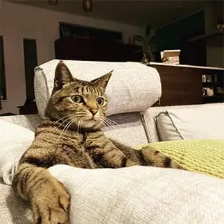 家主すぎるネコ　　ねこかぶりさん