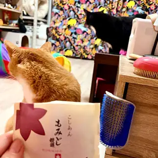 もみじ饅頭は拒否すぎるネコ　　ｂａｎｍａｍｉさん