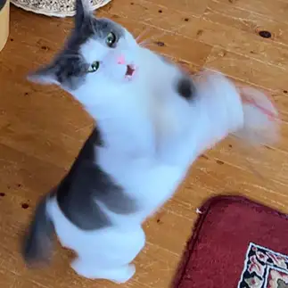般若の形相すぎるネコ　　こいけさん