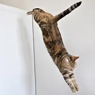 直角すぎるネコ まいの飼い主さん