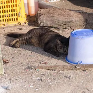 紫外線対策に余念がなさすぎるネコ しばけいさん