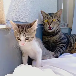 あのね…実は…とんでもない告白に驚きすぎるネコ 猫山油猫丸さん