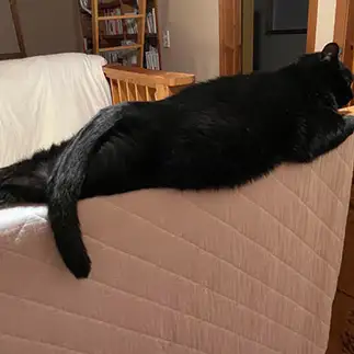 ストレッチすぎるネコ ゆきこさん