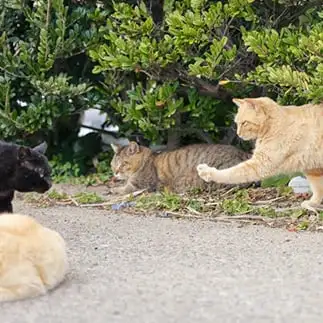 お控えなすってすぎるネコ　　ねこまみれさん