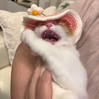 被り物が嫌すぎるネコ　　ミロワールさん