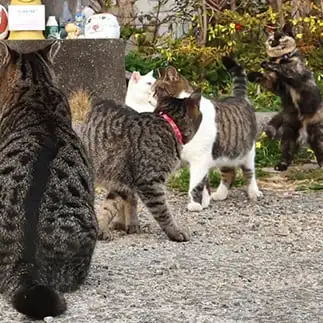 整列させるのが上手すぎるネコ 土居 一彦さん