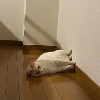 重力無視しすぎるネコ　　はちさん