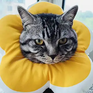 花すぎるネコ　　ケンギョウジさん