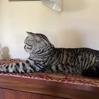 スフィンクスすぎるネコ　　ケンギョウジさん