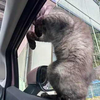 車に乗りたすぎるネコ ちほさん