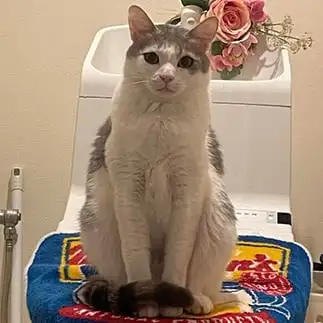 トイレの神様すぎるネコ　　ｎｙａｎ５ＯＤさん
