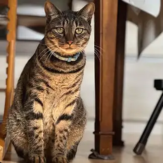 ベストショットすぎるネコ　　ごろうさん