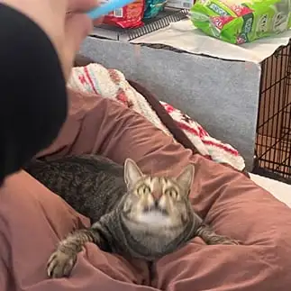 獲物狙いすぎてるネコすぎるネコ　　そらさん